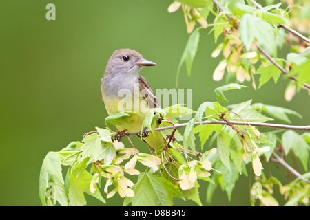 Zwergschnauzer beim Einbarschen im Ahornbaum Vogel singvögel Vogelkunde Wissenschaft Natur Tierwelt Umwelt Stockfoto