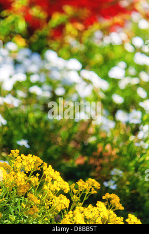 Leuchtend gelben Blüten mit Bokeh von weißen und roten Blumen im Hintergrund in Hyde Parknachbarschaft, Boise, Idaho Stockfoto