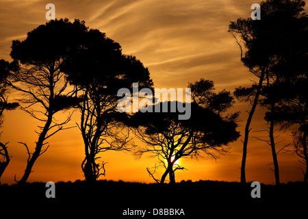 "Afrikanische" Landschaft mit Schirm-Pinien am Strand von Kaiafas, Ilia, Peloponnes, Griechenland Stockfoto