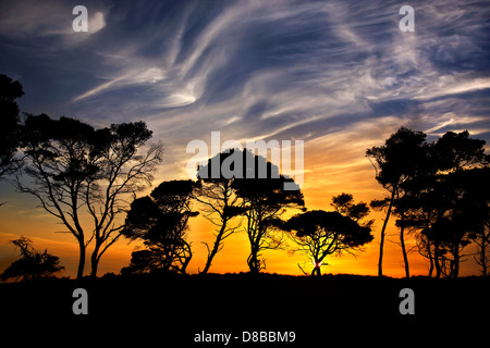 "Afrikanische" Landschaft mit Schirm-Pinien am Strand von Kaiafas, Ilia, Peloponnes, Griechenland Stockfoto