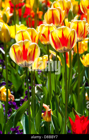 Tulpen im Garten Stockfoto
