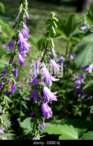 Kriechende Glockenblumen wachsen entlang des Bodens, ihre zarten blauen Blüten breiten sich über die Oberfläche aus. Das Bild zeigt die lebendige Farbe der Pflanze und ihre Fähigkeit, in niedrigen Räumen zu gedeihen. Stockfoto