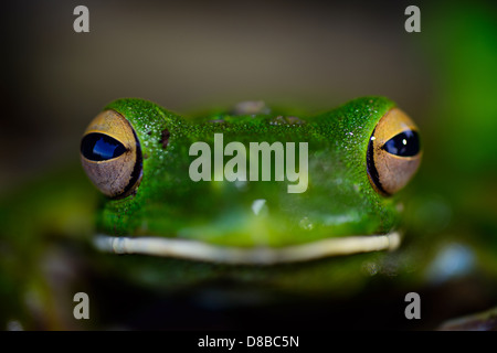 das Gesicht-Porträt eines riesigen weißen Lippen Laubfrosch (Litoria Infrafrenata) Stockfoto