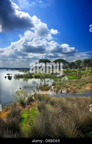 "Afrikanische" Landschaft am Pinienwald Wald, in die "Grenzen" der Ilia-Achaia, Peloponnes, Griechenland. Stockfoto