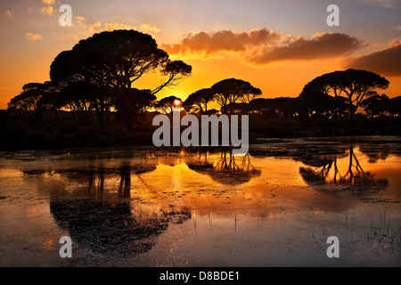 "Afrikanische" Landschaft am Pinienwald Wald, in die "Grenzen" der Ilia-Achaia, Peloponnes, Griechenland. Stockfoto