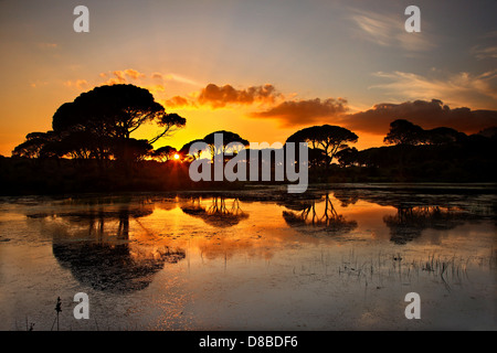 "Afrikanische" Landschaft am Pinienwald Wald, in die "Grenzen" der Ilia-Achaia, Peloponnes, Griechenland. Stockfoto