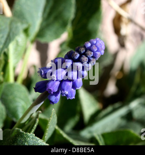 Eine Nahaufnahme der Traubenhyazinthen (Muscari), die ihre kleinen, glockenförmigen Blüten in leuchtendem Blau zeigen, wie sie in Frühlingsgärten oder wilden Gegenden üblich sind. Stockfoto