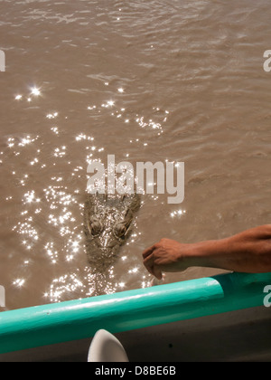 weibliche Krokodil nähert sich ein Boot auf dem Fluss Tempisque in Nationalpark Palo Verde, Guanacaste, Costa Rica Stockfoto