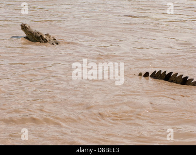 weibliche Krokodil, Schwimmen im Fluss Tempisque in Nationalpark Palo Verde, Guanacaste, Costa Rica Stockfoto