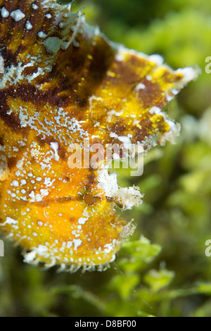 Ein gelbes Blatt Drachenköpfe bleiben in Position und bewegt sich nur von einer Seite mit der Welle. Stockfoto