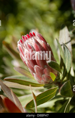 Rosa und weiße "Pink Ice" protea Blume in einem natürlichen Busch Einstellung. Stockfoto