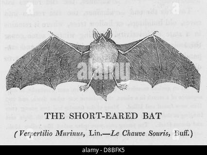 SCHORTEARED BAT (BEWICK) Stockfoto