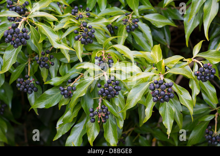 Beeren von Hedera Helix (gemeinsame Ivy, Englisch Efeu), Schottland, Mai Stockfoto