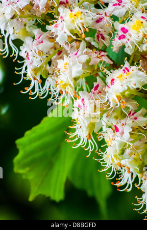 blühende Kastanien Baum im Frühling, Nahaufnahme Stockfoto