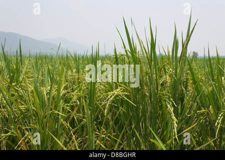 Green fields blue skies Stockfoto