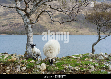 Schaf und Lamm, am Ufer des Loch Ba auf der Ben mehr Estate, Isle of Mull Stockfoto