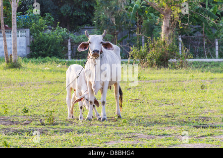 Thai Mutterkuh mit jungen Kalb ruhen in einem Feld Stockfoto