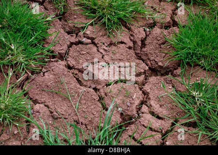 Boden im Frühjahr zeigen Mangel an Regen für Frühjahr ernten - Devon UK geknackt Stockfoto