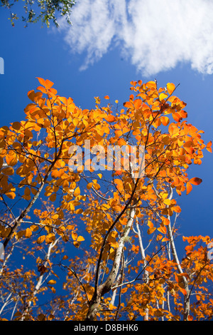 Bunten Blätter im Herbst vor einem blauen Himmel. Stockfoto