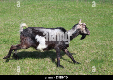 Bild der Ziege, die auf einer grünen Weide Stockfoto