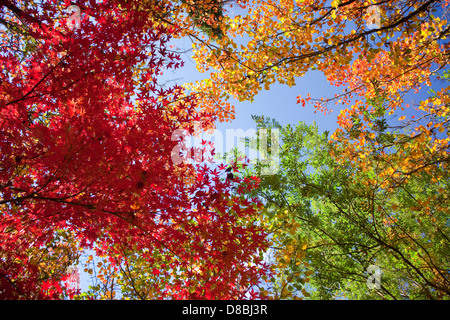 Bunten Blätter im Herbst vor einem blauen Himmel. Stockfoto