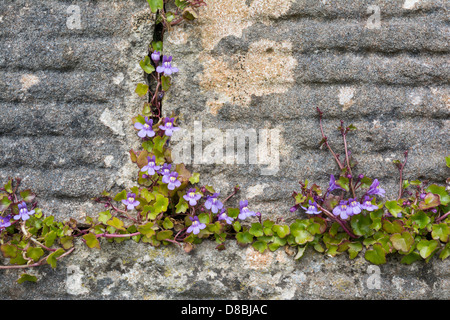 Efeu-leaved Leinkraut (Cymbalaria Muralis) wächst in Granit Wand, Iona, Inneren Hebriden Stockfoto