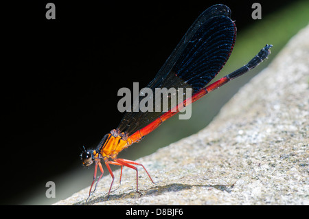 Große rote Damselfly Erwachsene, Seitenansicht Stockfoto