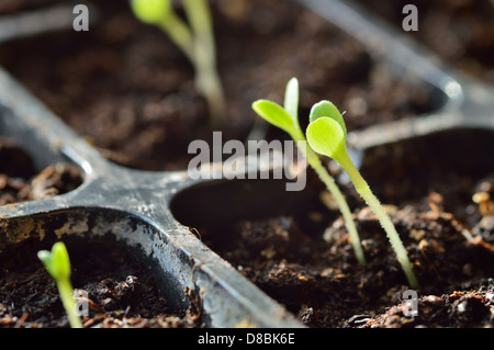 Gartenarbeit. Junger Blattsalat Sprossen Sonneneinstrahlung drehen. Stockfoto
