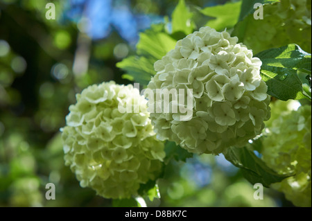 Viburnum Opulus. Guelder Rose in einem Frühlingsgarten. Snowball Baum mit weißen Blüten. Stockfoto