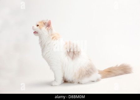 British Longhair Katze, Kätzchen, Lilac-Tortie-weiß, 4 Monate / Highlander, Flachland, Britanica Stockfoto