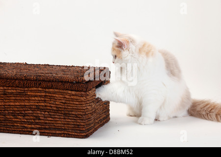 British Longhair Katze, Kätzchen, Lilac-Tortie-weiß, 4 Monate / Flachland, Highlander, Britanica, case Stockfoto