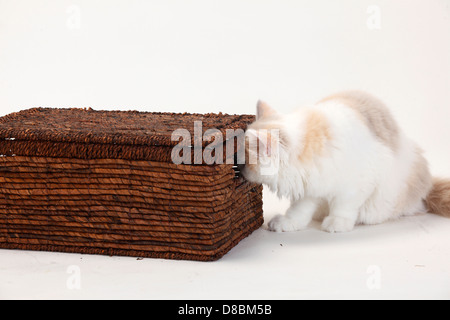 British Longhair Katze, Kätzchen, Lilac-Tortie-weiß, 4 Monate / Flachland, Highlander, Britanica, case Stockfoto
