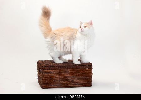 British Longhair Katze, Kätzchen, Lilac-Tortie-weiß, 4 Monate / Flachland, Highlander, Britanica, case Stockfoto