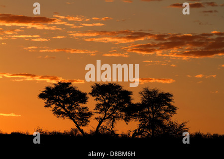 Sonnenuntergang mit Silhouette afrikanischen Akazien und Wolken, Kalahari-Wüste, Südafrika Stockfoto