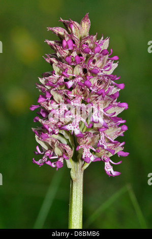 Lady x Affe Orchidee Hybrid - Orchis Purpurea X simia Stockfoto