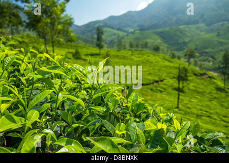 Schöne frische grüner-Tee-Plantage in Munnar, Kerala, Indien Stockfoto