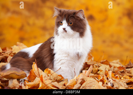 British Longhair Katze, Kater, Schokolade-weiß / Highlander, Flachland, Britanica, Herbstlaub Stockfoto