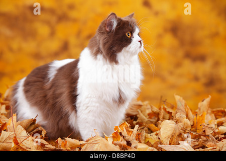 British Longhair Katze, Kater, Schokolade-weiß / Highlander, Flachland, Britanica, Herbstlaub Stockfoto