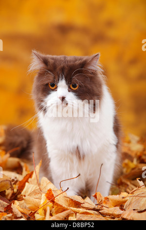 British Longhair Katze, Kater, Schokolade-weiß / Highlander, Flachland, Britanica, Herbstlaub Stockfoto
