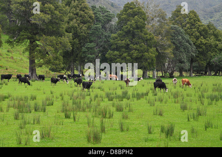 Herde Kühe grasen frische grüne Weide mit Bäumen im Hintergrund zu ruhen unter. Stockfoto