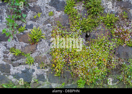 tausend Spleenwort und Efeu-leaved Leinkraut wachsen auf Steinmauer Stockfoto