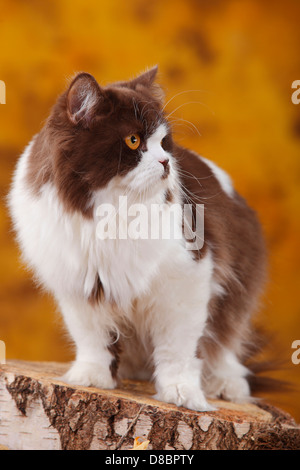 British Longhair Katze, Kater, Schokolade-weiß / Highlander, Flachland, Britanica Stockfoto