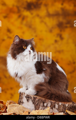 British Longhair Katze, Kater, Schokolade-weiß / Highlander, Flachland, Britanica Stockfoto