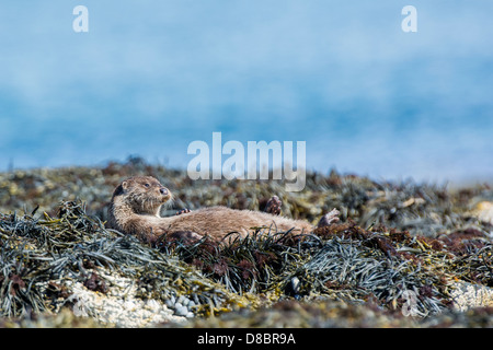 Fischotter Lutra Lutra, Erwachsenen Aalen auf Wrack bedeckt Felsen, Isle of Mull, Inneren Hebriden, Stockfoto