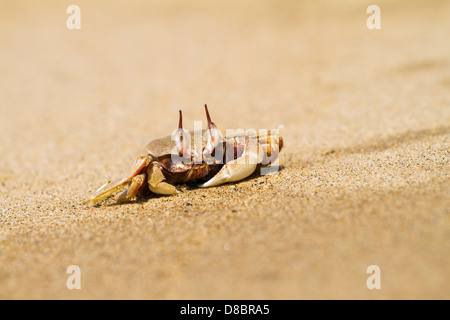 Ghost Krabben Graben Loch in den sand Stockfoto