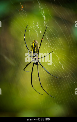 Wasp Spider (Argiope Bruennichi) im Netz über grüne Hintergrund unscharf Stockfoto