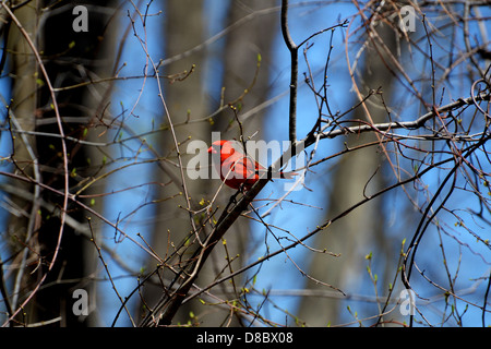 Leuchtend rote Kardinal in einem Baum im Frühling Stockfoto