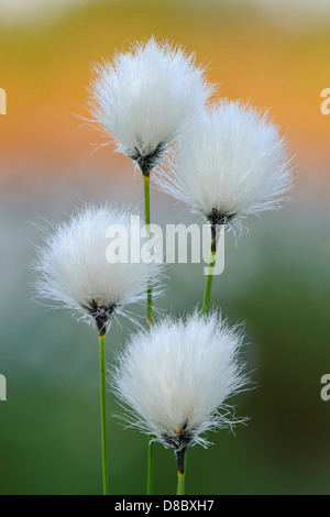 Hares-Tail Wollgras, Wollgras Vaginatum, Goldenstedter Moor, Niedersachsen, Deutschland Stockfoto