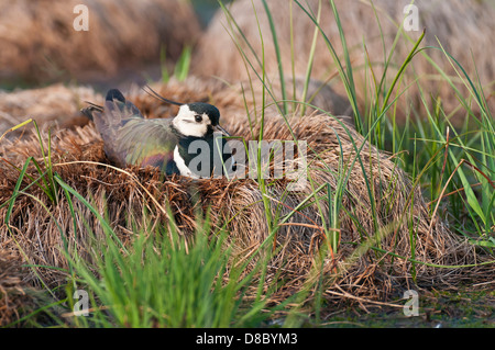 nördlichen Kiebitz, Vanellus Vanellus, Goldenstedter Moor, Niedersachsen, Deutschland Stockfoto