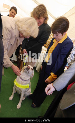 Hay on Wye, UK. Donnerstag, 23 Mai 2013 Bild: The Duchess of Cornwall streichelt einen Blindenhund auf dem Festivalgelände.  Re: Seine königliche Hoheit Prinz Charles und Frau Camilla, die Herzogin von Cornwall haben die Stadt und das Festivalgelände im Heu besuchten am Wye, Powys, Wales. Bildnachweis: D Legakis / Alamy Live News Stockfoto